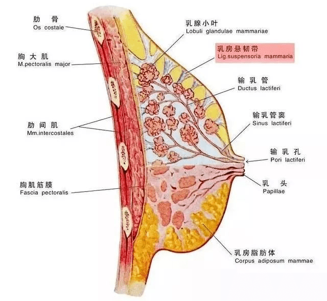 女性的乳头凹陷是怎么回事每个女孩子的咪咪都不一样吗