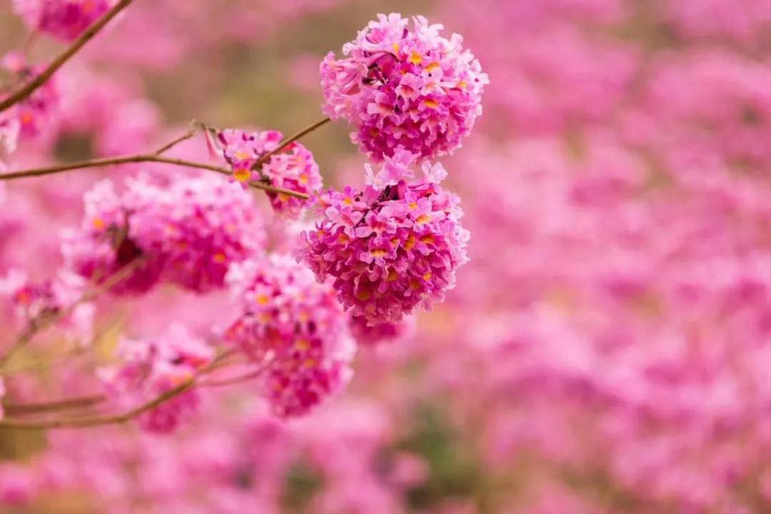 1月24日 行摄紫花风铃木,粉红色的童话世界刷爆你的朋友圈!
