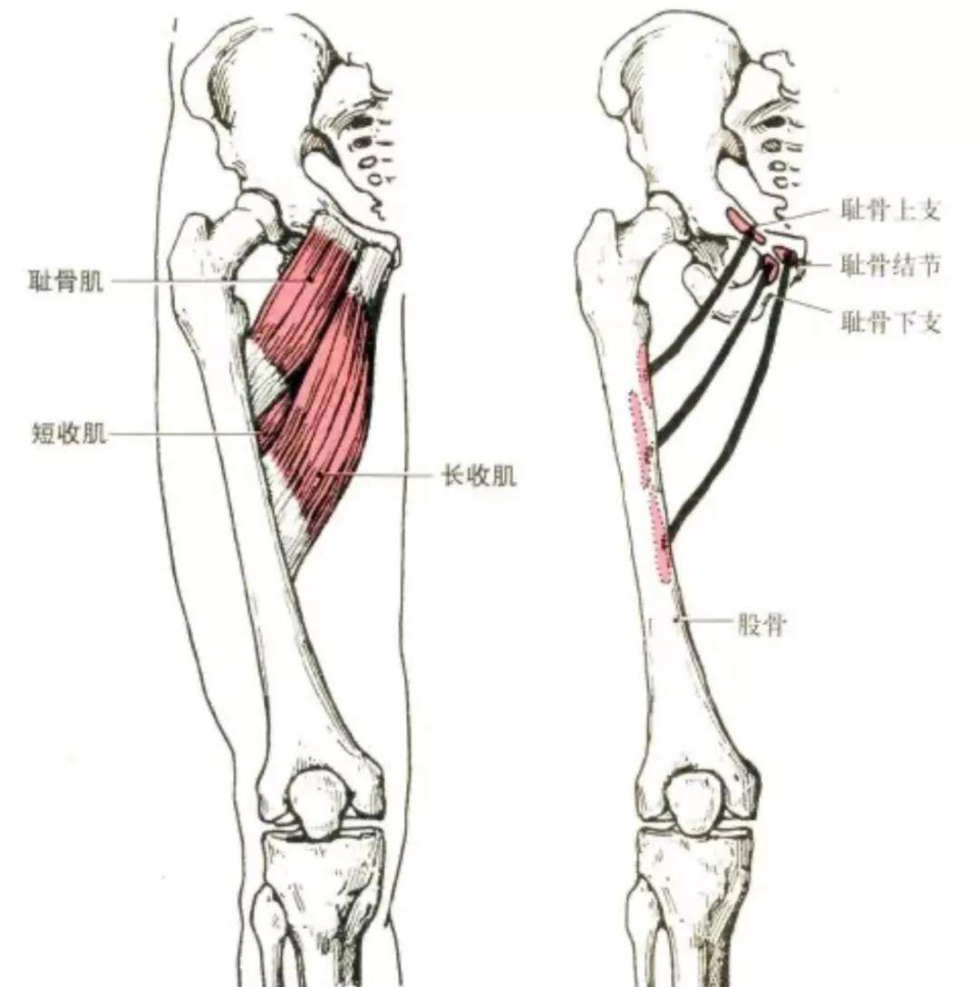 大收肌