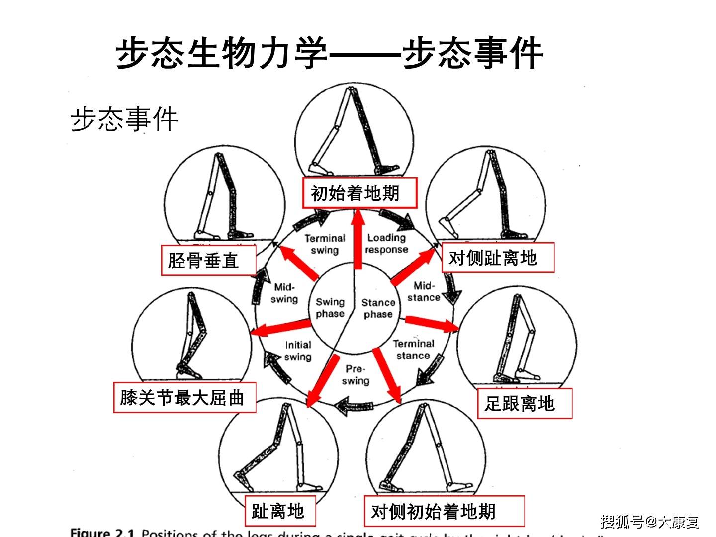 步态生物力学