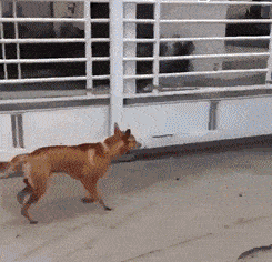 搞笑gif:其实撞衫并不可怕,谁丑谁尴尬