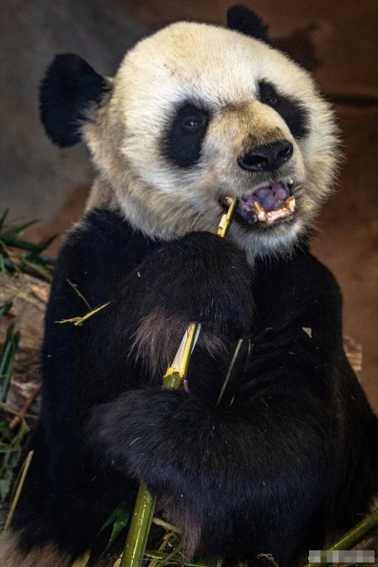 网友质疑美国动物园对熊猫照料不周 园方:身体健康