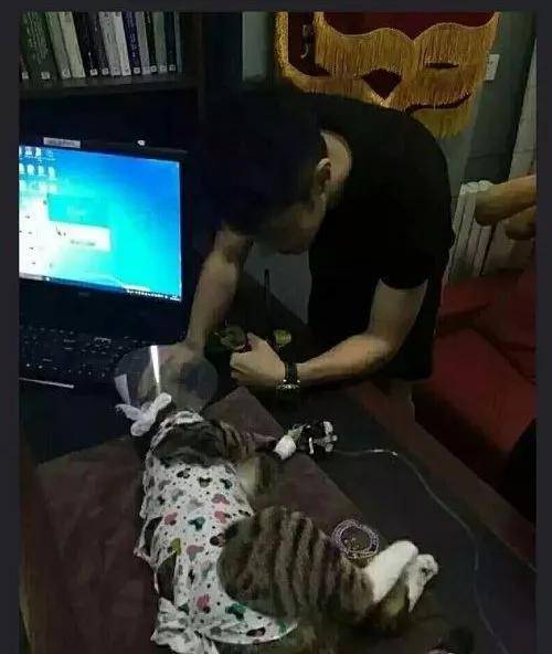 万万没想到,央视的名嘴们全都是猫奴!