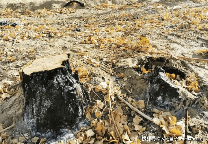 林场内一颗被烧焦后的树桩 2020年10月24日记者李金红摄