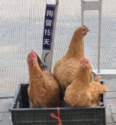 表情包|鸡 滑鸡