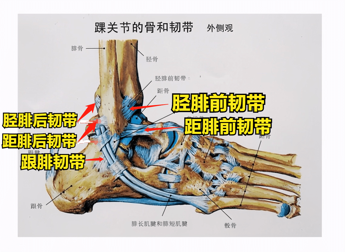 腓骨的下端,也就是外踝尖的位置是通过韧带和胫骨,脚跟相连的.
