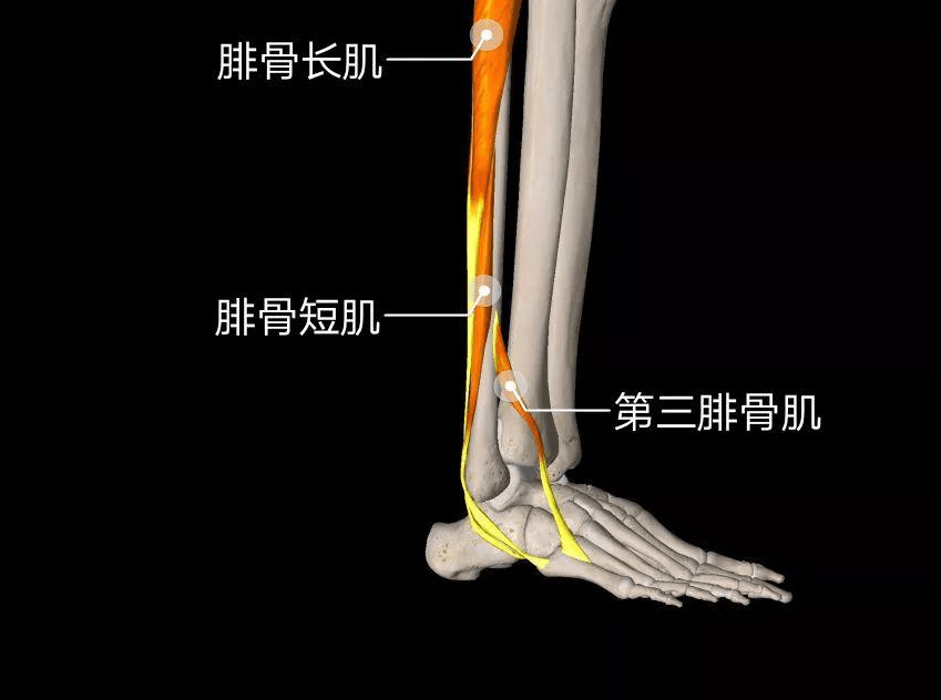 主要是一些肌腱,最容易被拉伤的是第三腓骨肌,其次是腓骨长短肌
