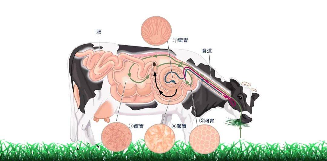 牛吃草消化过程示意图 皱胃是唯一具有分泌功能的胃,具有真正意义上