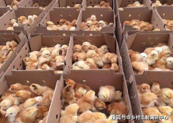 4步教你选择优质鸡苗