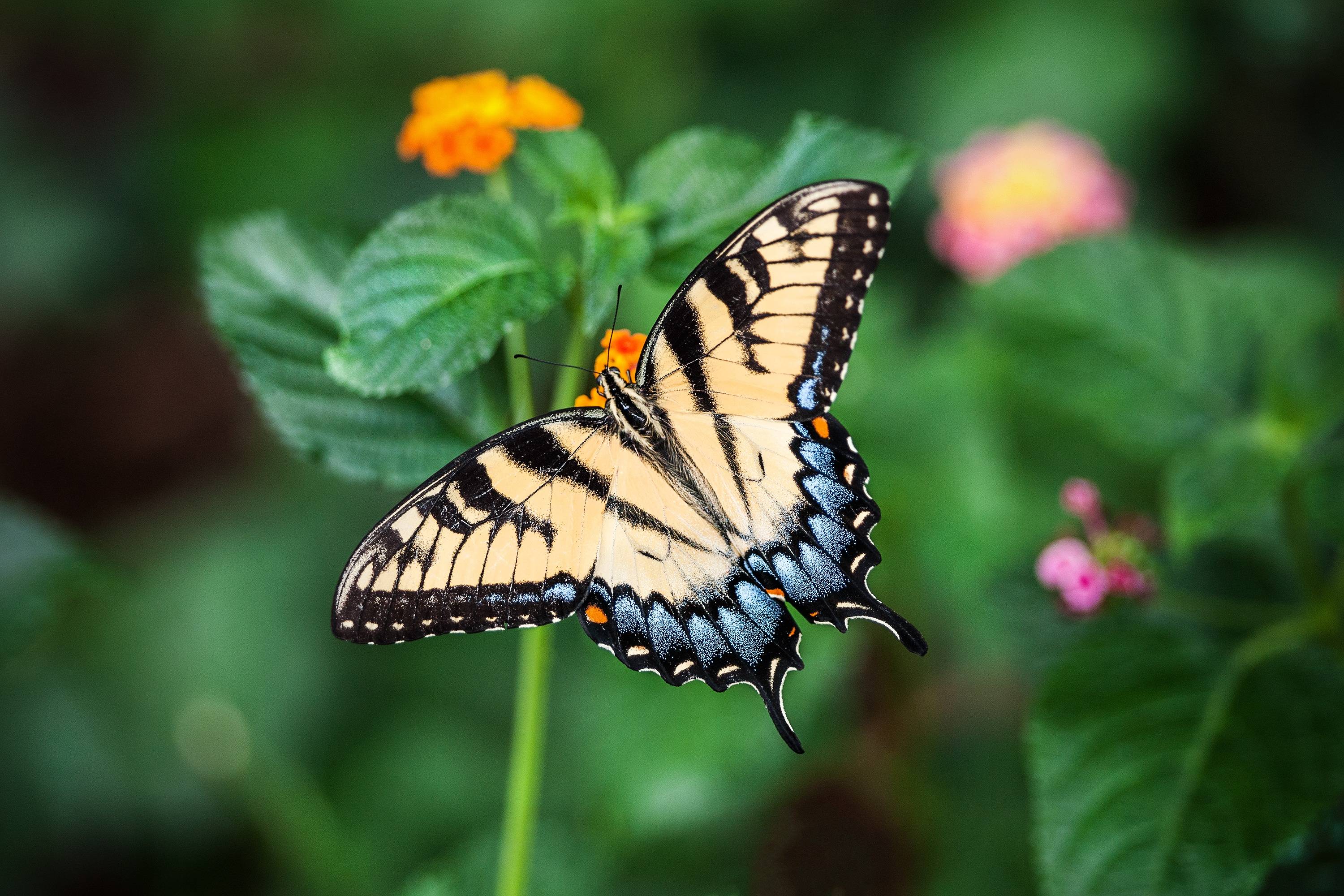 蝴蝶:大自然美丽的舞者