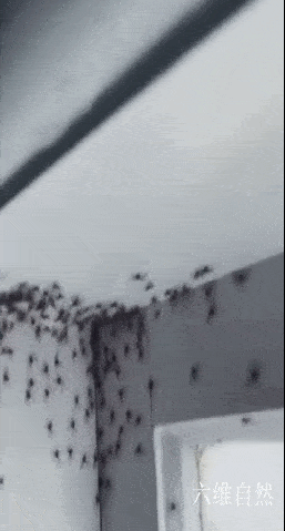 之所以称为猎人蛛,是因为这种蜘蛛平时不像普通蜘蛛会织网捕猎
