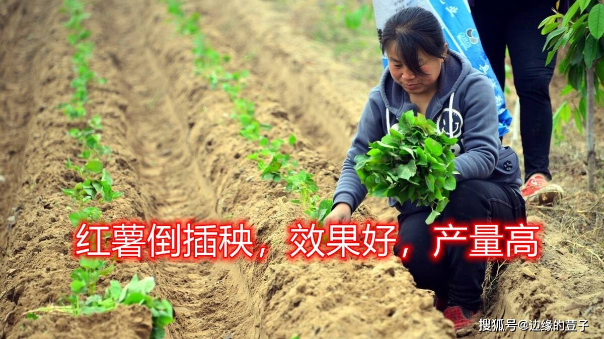 原创种植红薯流行"倒插秧,有何好处?多年老农教你,及时了解