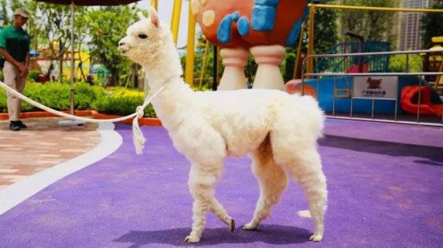 壁纸 动物 狗 狗狗 641_359