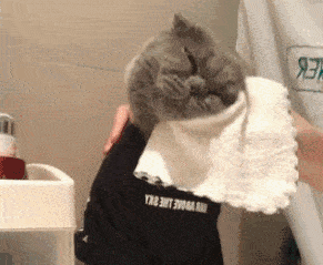 原创猫咪爱干净每天准时让人给它洗脸网友惊呼这猫是处女座吧