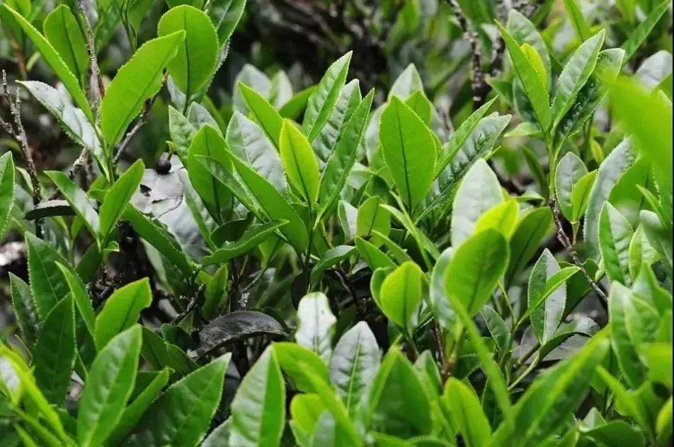 白茶茶树品种之二—福鼎大白茶适制白茶,白琳工夫红茶,绿茶,乌龙茶.