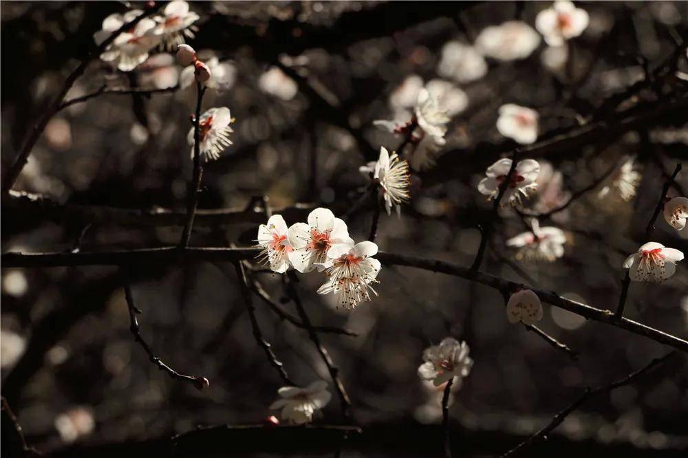 二月腾冲芳菲始中营梅花林