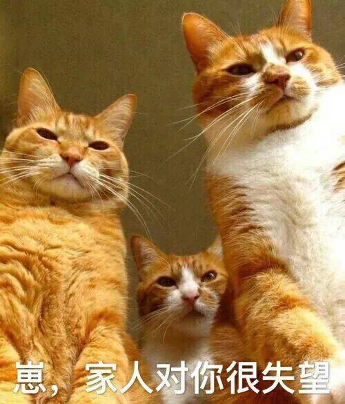图自:cat-gifs