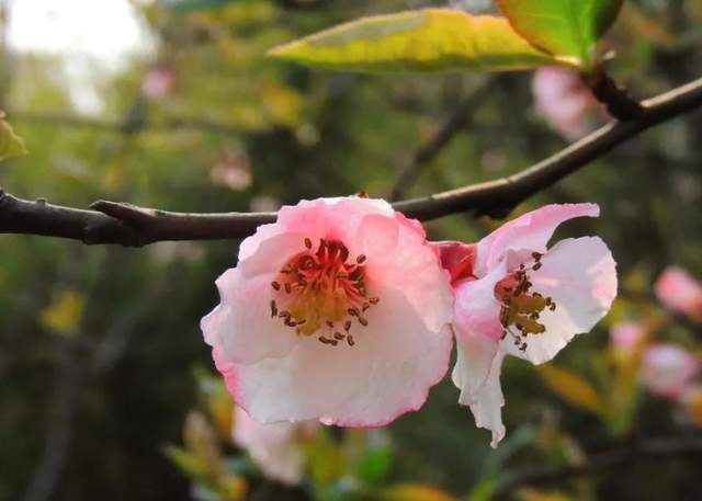 梅花盛开娇艳欲滴