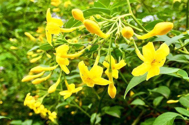 原创1种花人称迎夏花朵清新雅致比迎春花还美1盆开上千朵