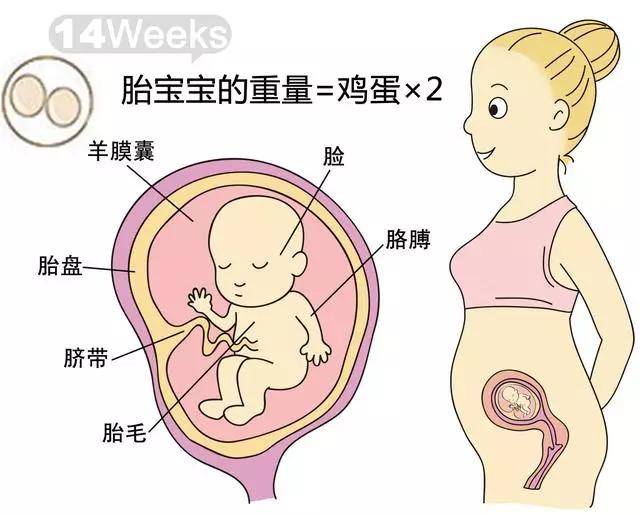 孕期1-40周,胎儿到底有多大?