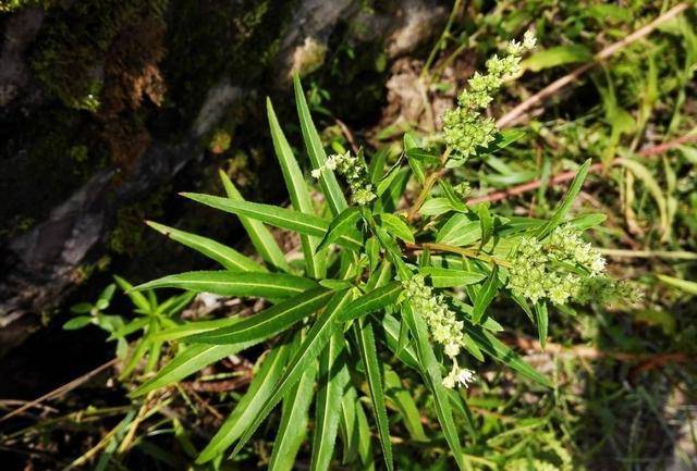 农村山里的野草被苗族人称为神仙草是治肝病良药遇到请珍惜