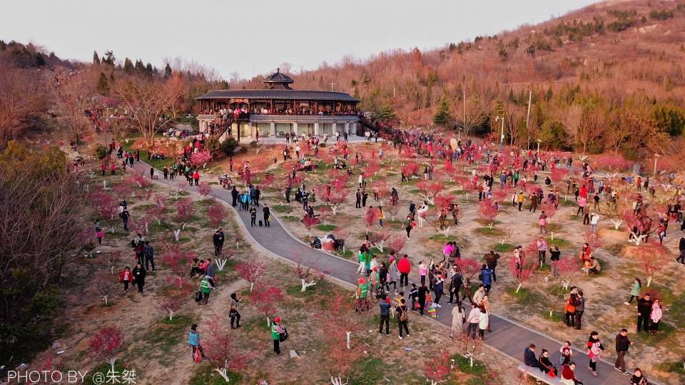 春节假期淮南最火的景点,不是寿县和八公山,而是昙花一现的梅园