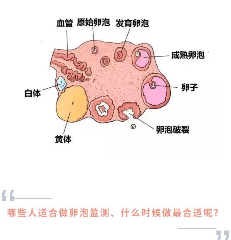 卵泡监测给你意想不到的好孕~_排卵