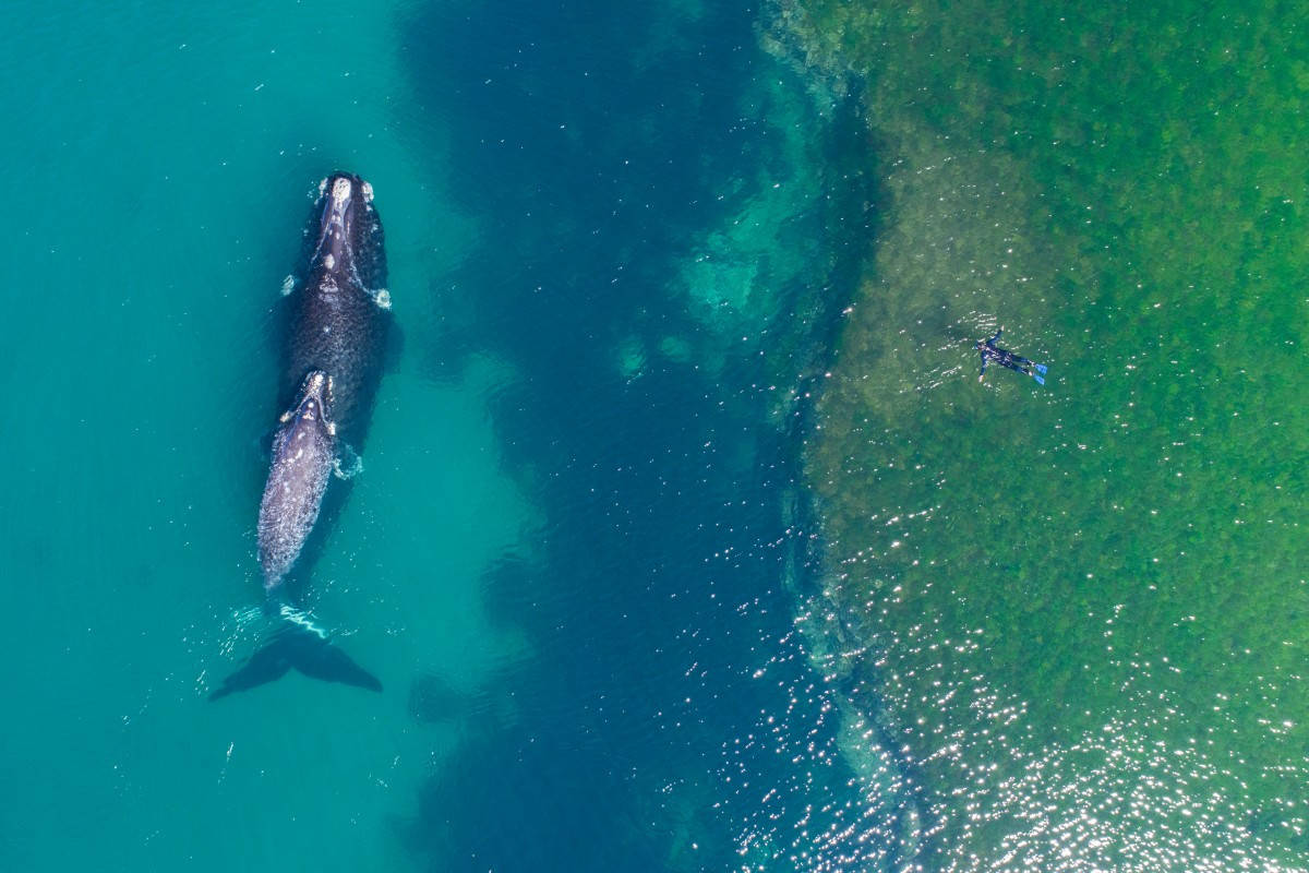 世界鲸鱼日 (world whale day)——每年 2 月的第三个星期日.