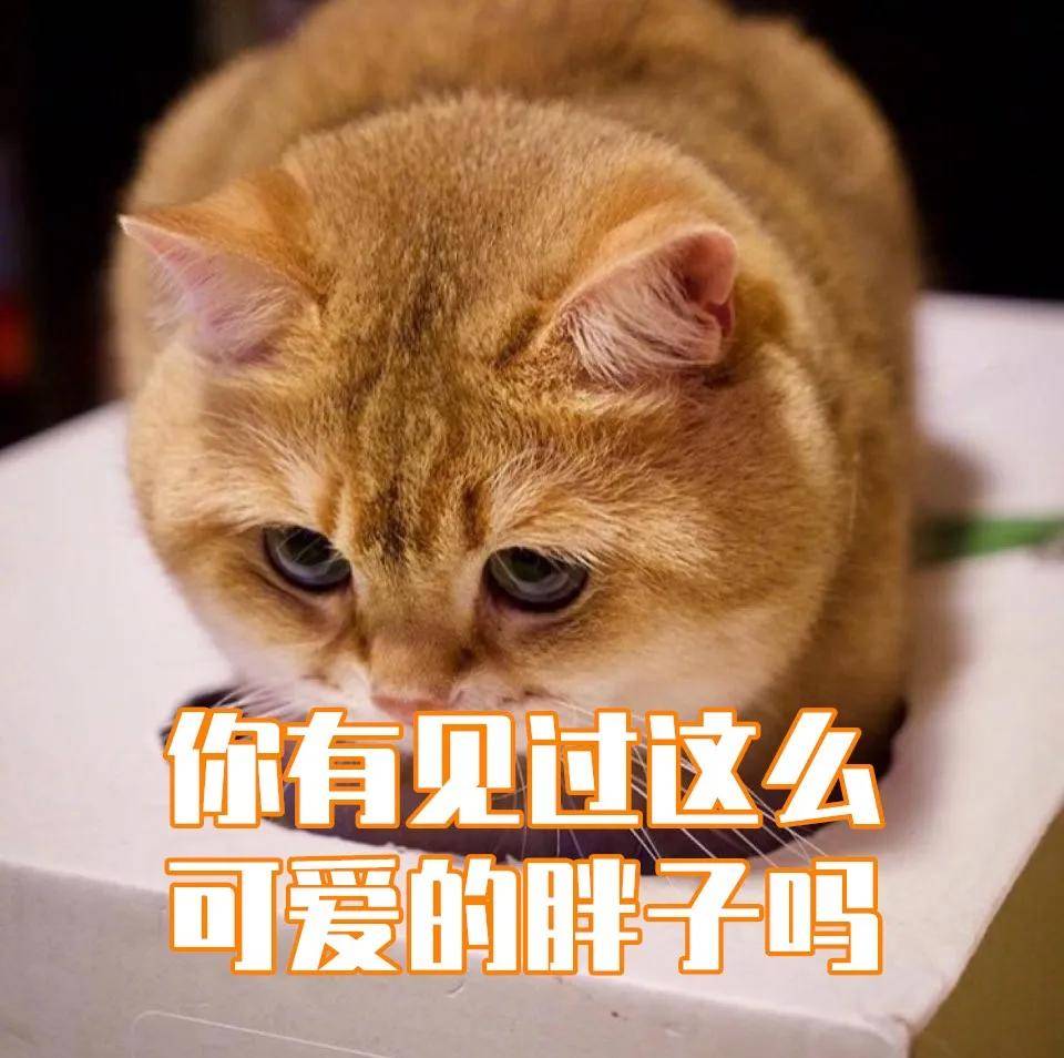 记者深入采访胖猫:你胖吗?胖猫:瘦是不可能的