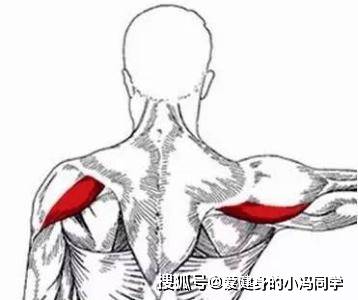 练三角肌后束的动作——俯身上斜杠铃提拉,带你打造饱满的虎头肩