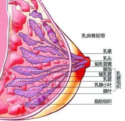 你的体检单上有乳腺增生吗