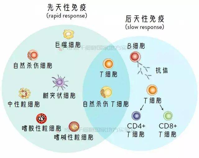 原创一场疫情告诉我们免疫力是最好的医生