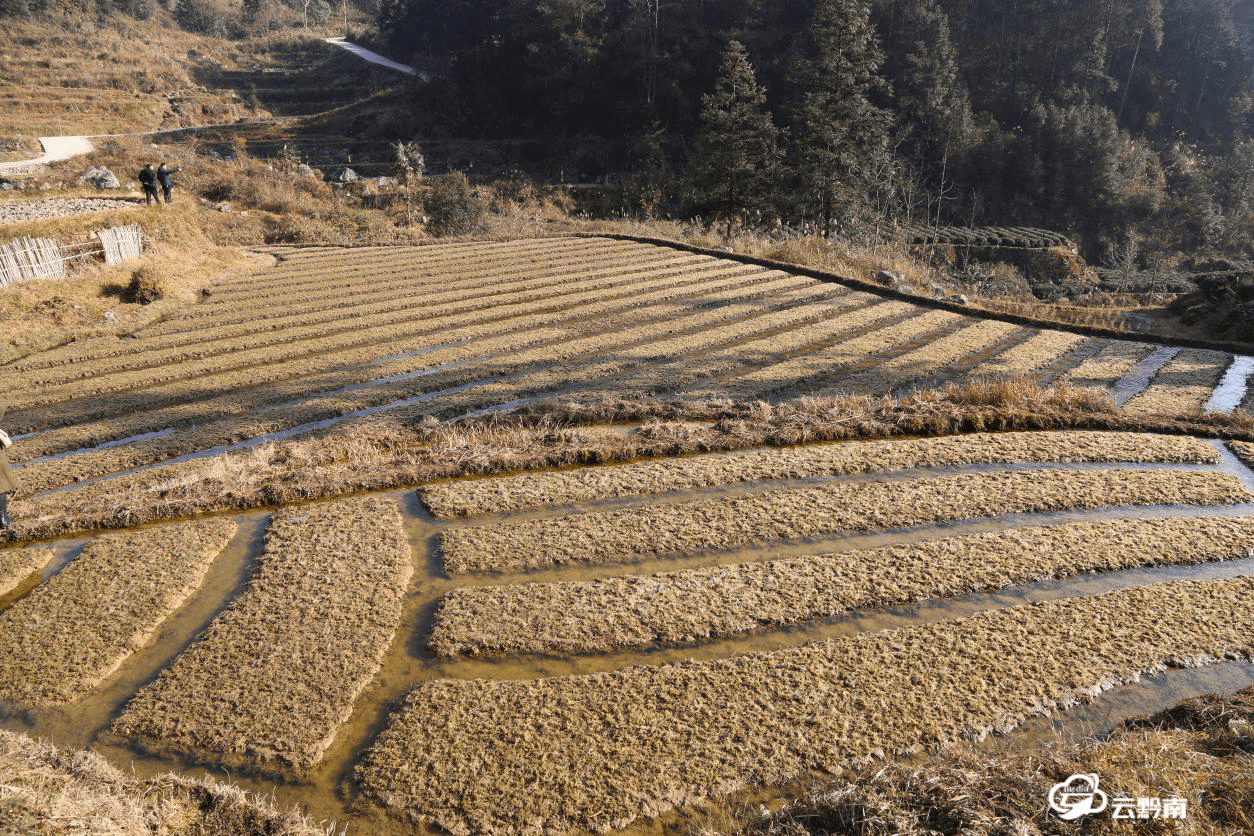 柳源村水田种上的海花草