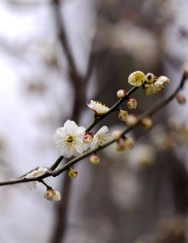 梅花香自苦寒来济南下雪了一起欣赏美丽的梅花吧