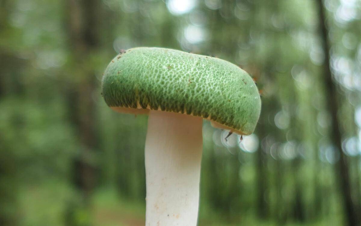 头顶"青青草原"的情侣菇,绿到你发慌,所以它到底能不能吃?