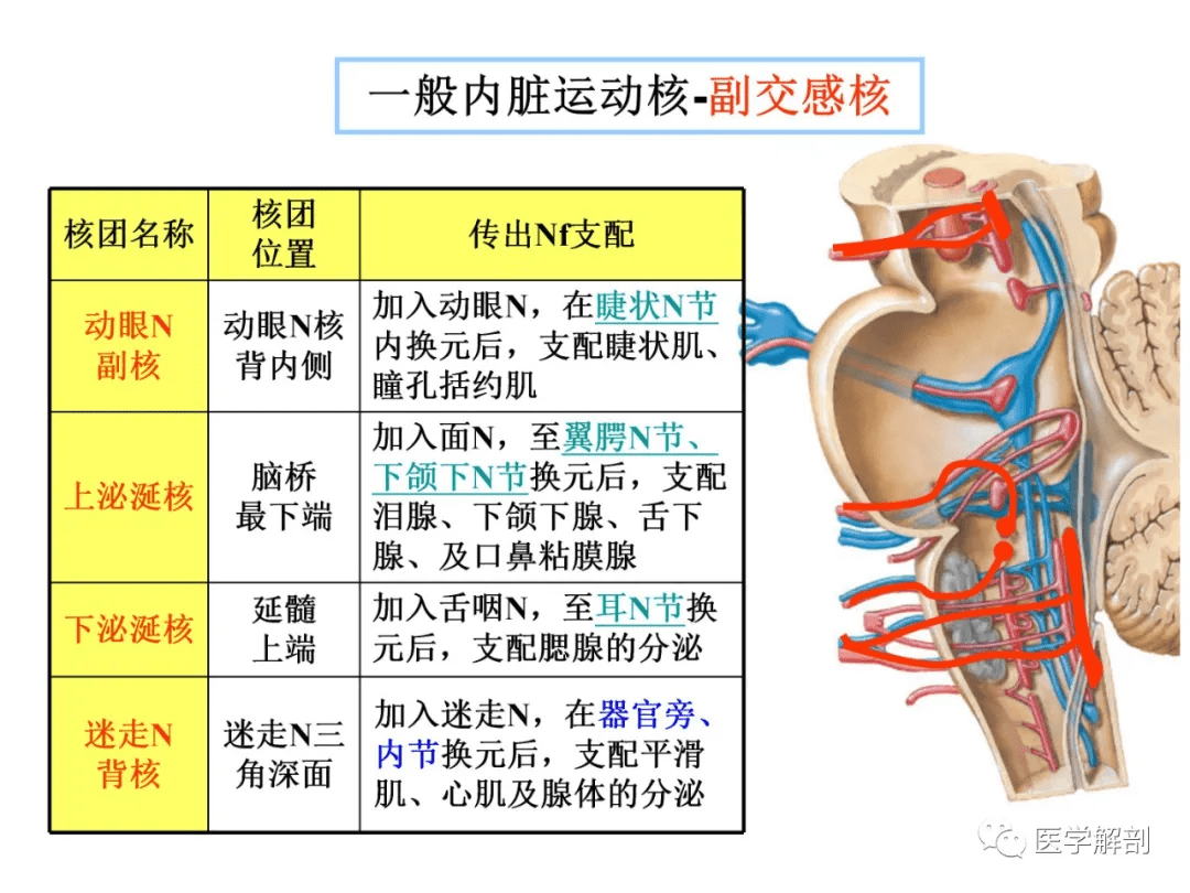 【收藏】脑干内部超详细功能解剖图