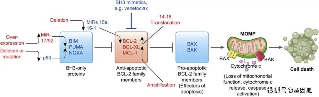 "线粒体"," 受bcl-2调节"或" bax/bcl-2- bak-依赖性的凋亡机制(图1)