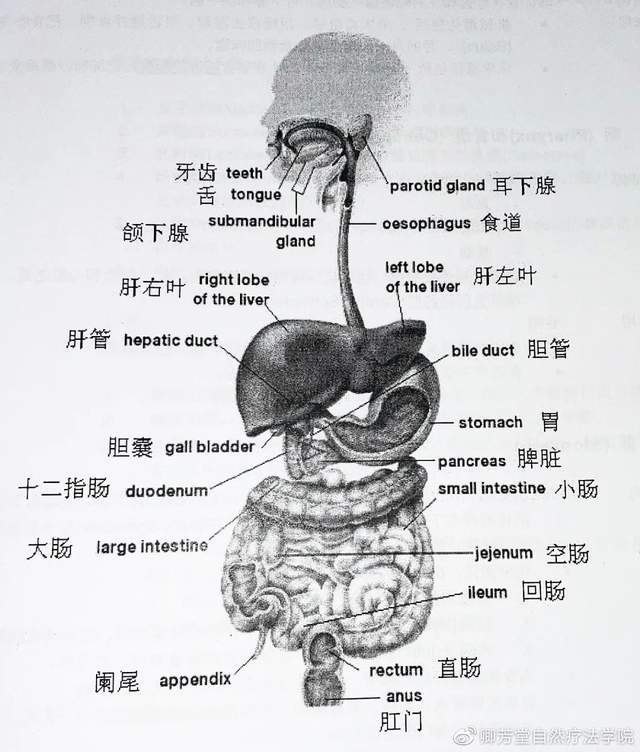 备考ifa关于生理解剖你必须要掌握这几张图4