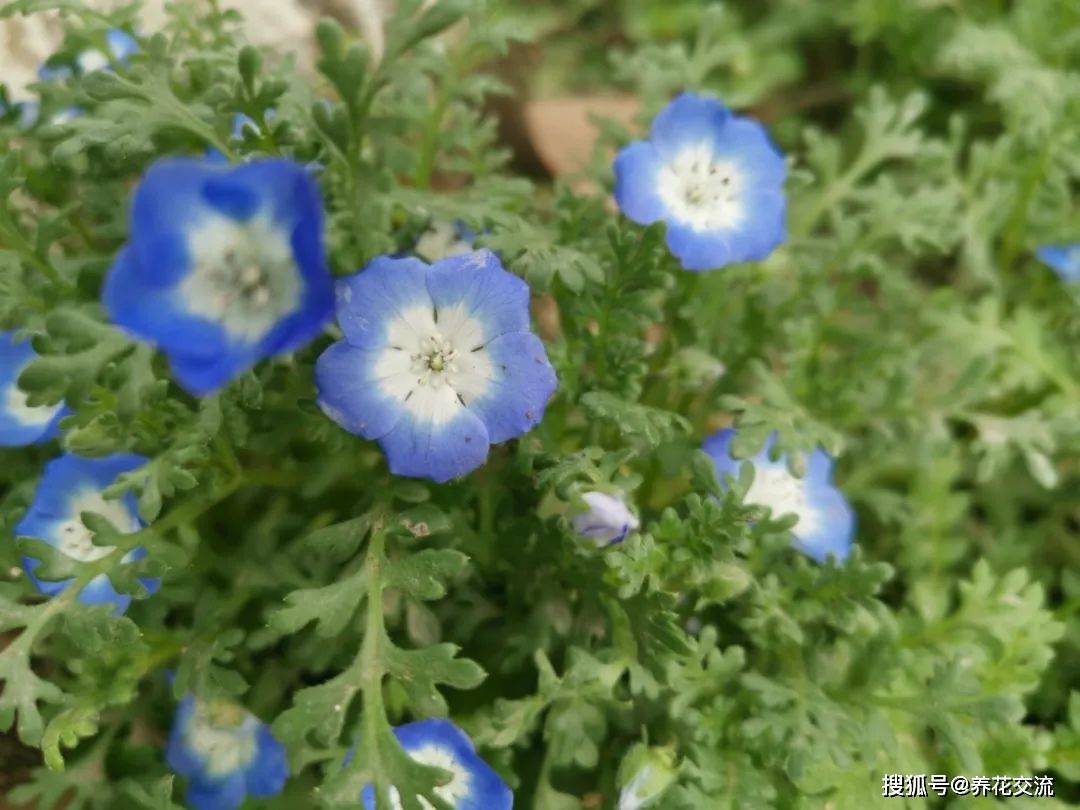 原创早春时节花朵开得最是旺盛的6种花卉,附详细养护指南