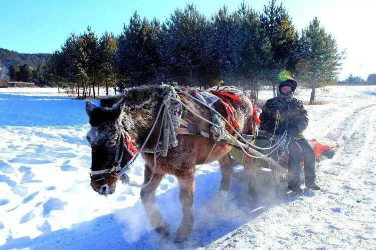 北极村丨穿越林海雪原的马拉爬犁