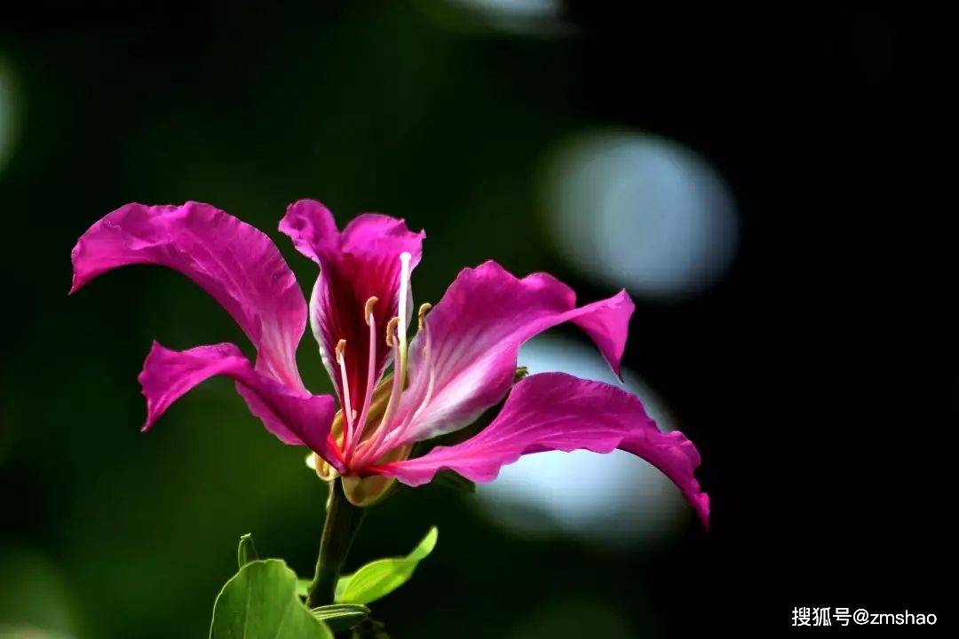 香港市花紫荆花