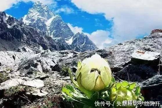 难得一见的天山雪莲,五年一开花,美得就像童话