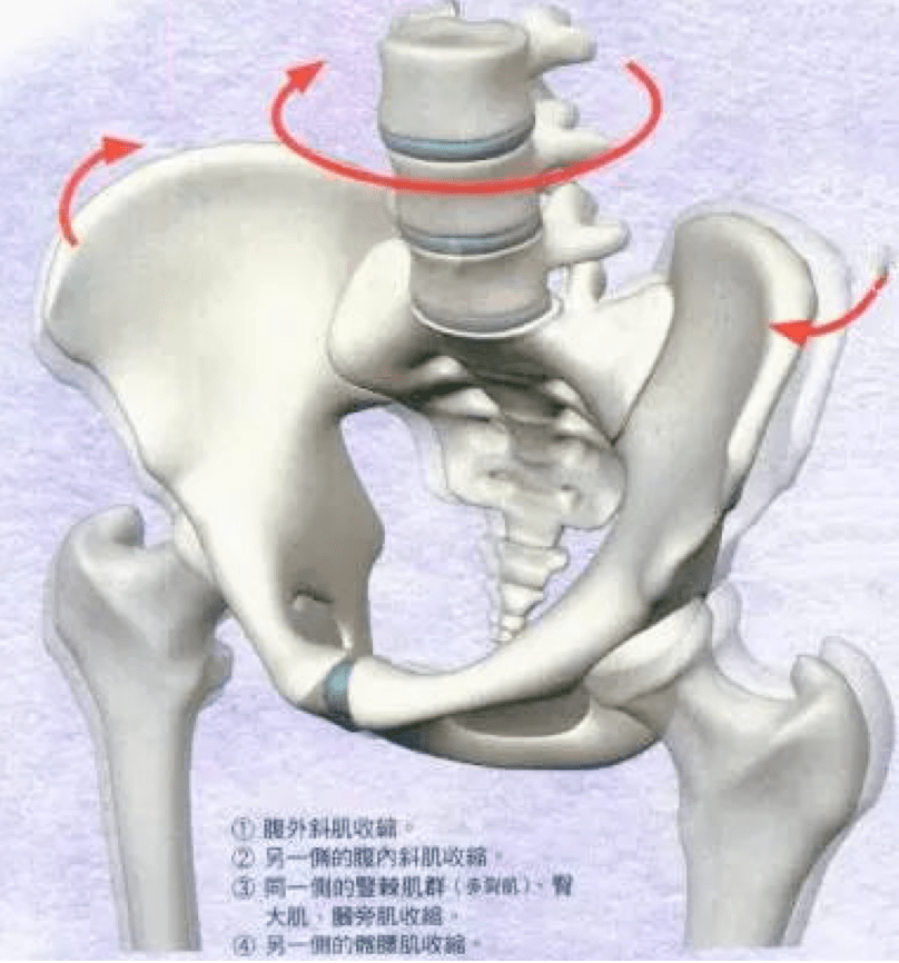 大小臀长短腿你的骨盆还好吗