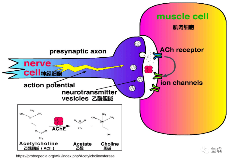 【烧脑知识点】氢气生物学机理之:氢气与乙酰胆碱酯酶