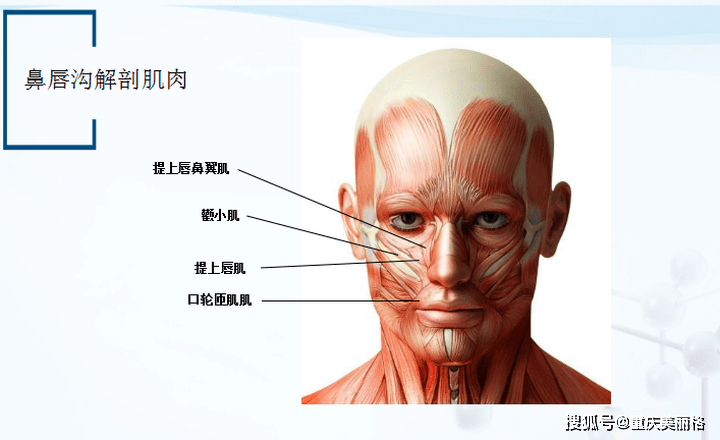 含血管,肌肉及面神经,面部解剖结构很复杂,对精细度要求很高,所以鼻唇