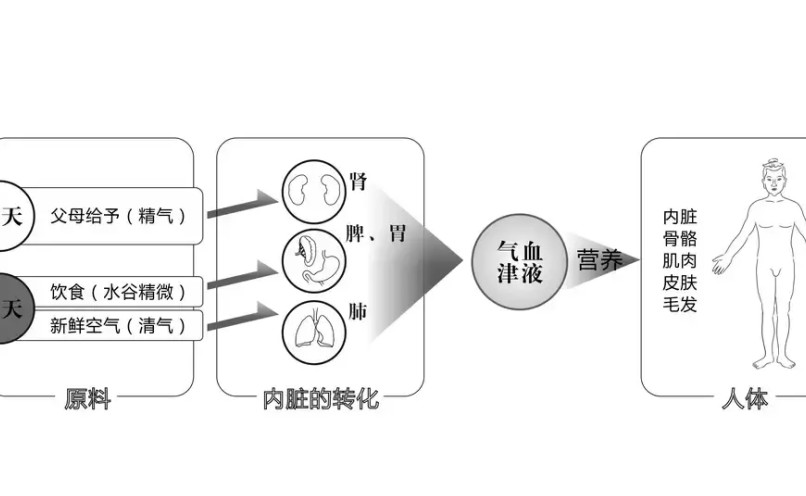 美宜修大健康管理中心:气血津液,对人体健康有多重要?