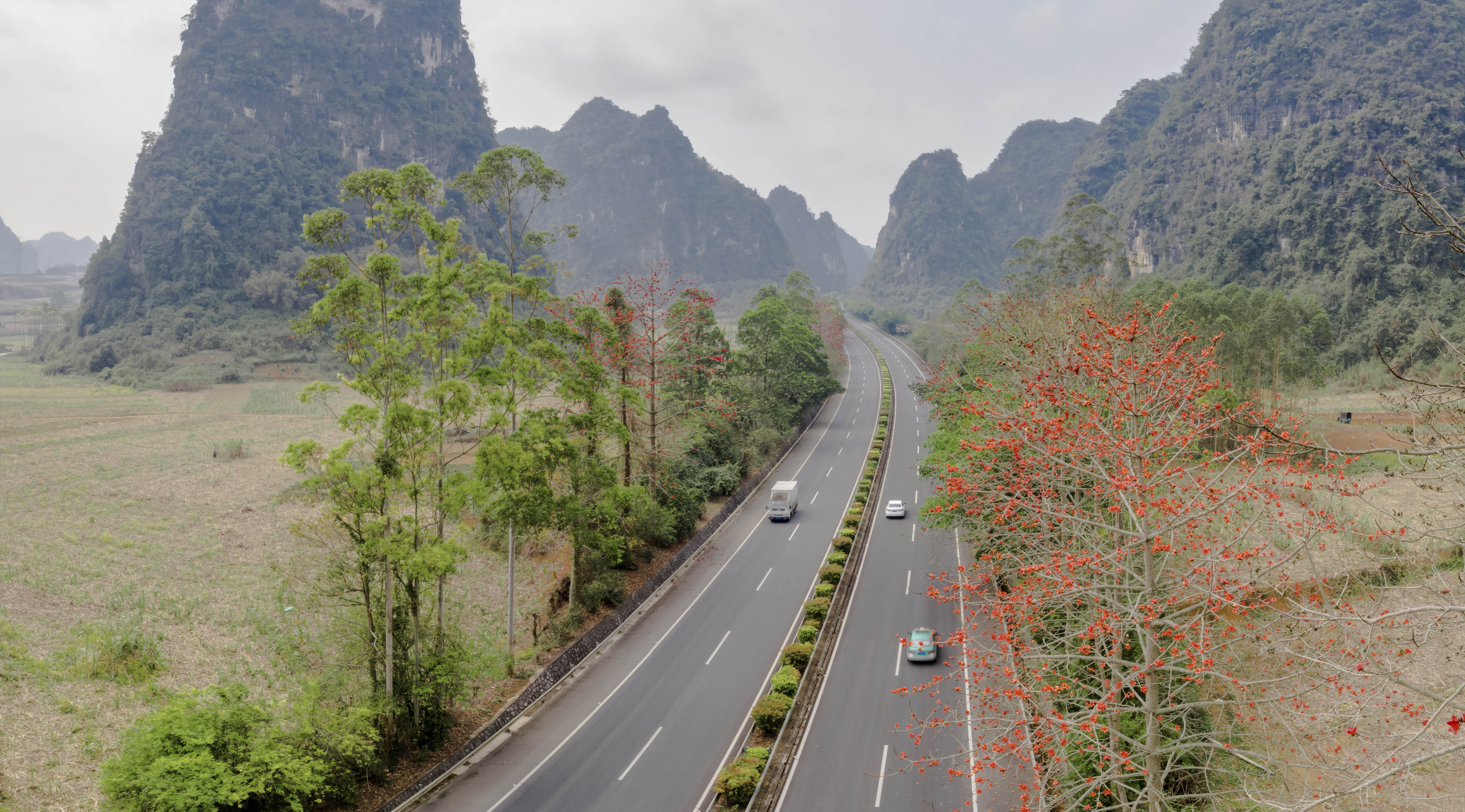 南(宁)友(谊关)高速公路宁明县院景村路段,火红的木棉花迎春绽放.