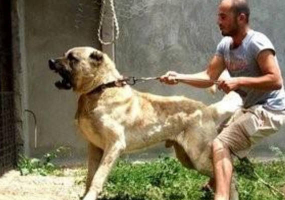 全球恶狗排行榜,"战神"比特犬第二,中国藏獒没上榜!