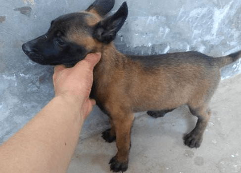 没错!这就是马犬,一只优秀的犬种