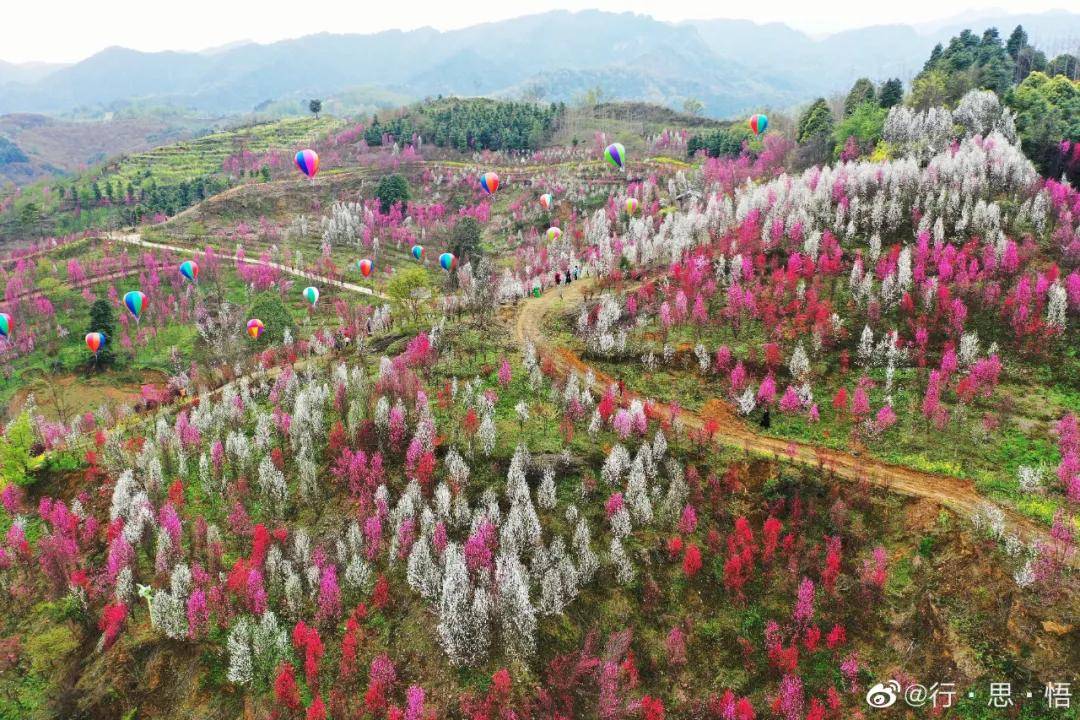 成都别样的桃花寨,天晴就去!_金星乡